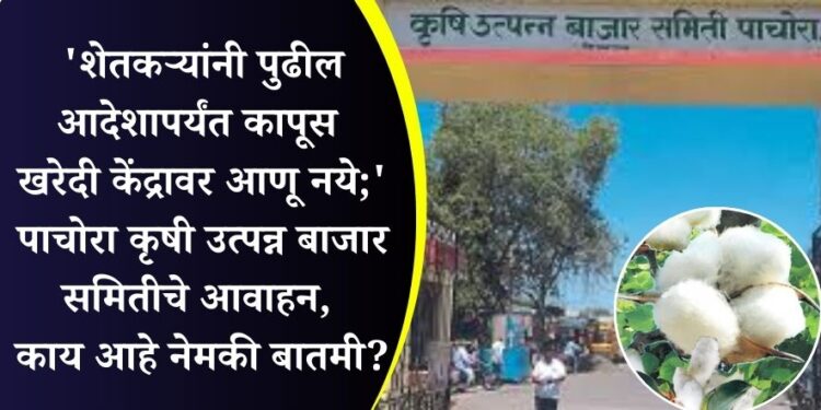 ‘शेतकऱ्यांनी पुढील आदेशापर्यंत कापूस खरेदी केंद्रावर आणू नये;’ पाचोरा कृषी उत्पन्न बाजार समितीचे आवाहन, काय आहे नेमकी बातमी?