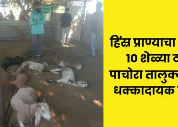 10 goats killed in attack by wild animal in Pachora