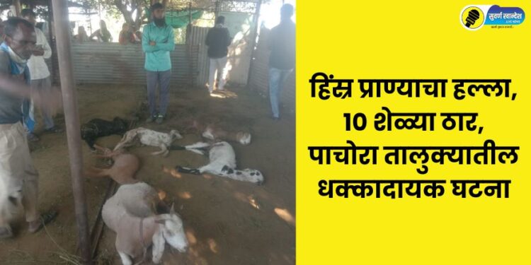 10 goats killed in attack by wild animal in Pachora