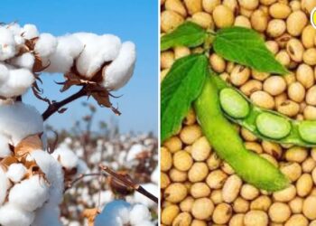 कापूस व सोयाबीन उत्पादक शेतकऱ्यांना अर्थसहाय्य; नाहरकत प्रमाणपत्र सादर करायची या तारखेपर्यंत अंतिम मुदत