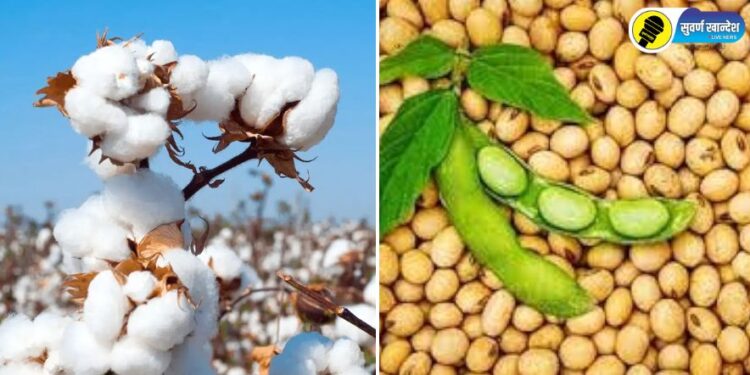 कापूस व सोयाबीन उत्पादक शेतकऱ्यांना अर्थसहाय्य; नाहरकत प्रमाणपत्र सादर करायची या तारखेपर्यंत अंतिम मुदत