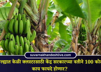 Central government approves 100 crore for banana cluster in Jalgaon district know benefits