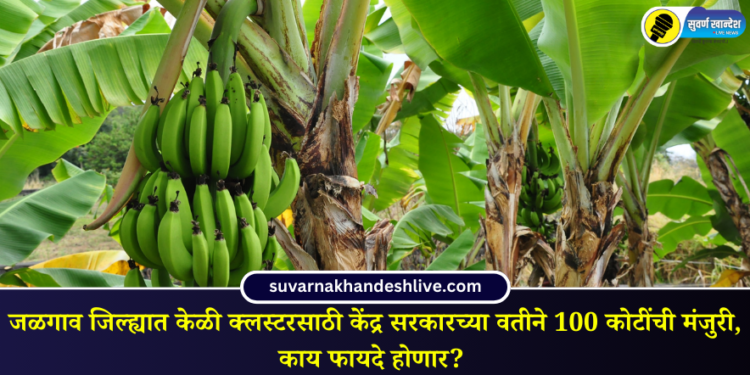 Central government approves 100 crore for banana cluster in Jalgaon district know benefits
