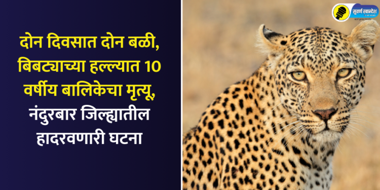 Two death in two days 10-year-old girl dies in leopard attack incident in Nandurbar district