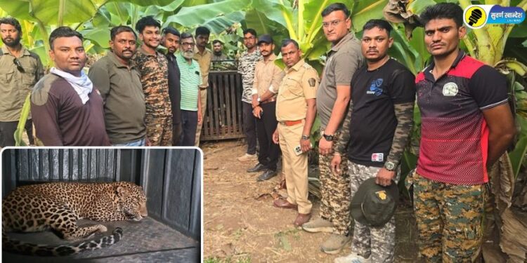 अखेर ‘त्या’ दोन वर्षीय बालिकेला ठार करणारा बिबट्या जेरबंद; नेमका कसा अडकला सापळ्यात?