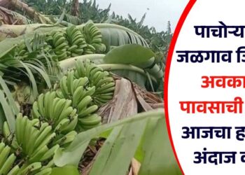 पाचोऱ्यासह जळगाव जिल्ह्यात अवकाळी पावसाची हजेरी; आजचा हवामान अंदाज काय?