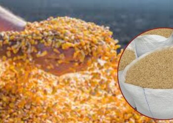 शेतकऱ्यांसाठी महत्वाची बातमी! ज्वारी, मका व बाजरी खरेदीसाठी ‘या’ तारखेपर्यंत ऑनलाईन नोंदणी मुदतीत वाढ