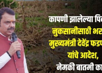 कापणी झालेल्या पिकांच्या नुकसानीसाठी भरपाई; मुख्यमंत्री देवेंद्र फडणवीस यांचे आदेश, नेमकी बातमी काय?