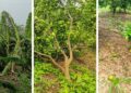 Pachora Taluka News : पाचोरा तालुक्यातील बांबरूड (रा.) येथे वादळी पावसामुळे केळी-मोसंबी बागांचे नुकसान