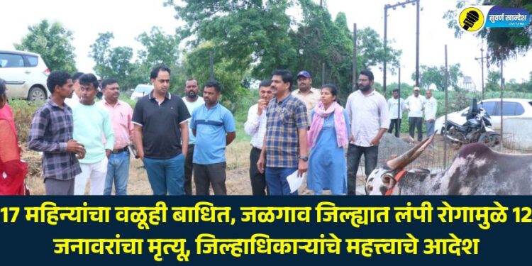 17-month-old bull also affected, 12 animals die due to lumpy disease in Jalgaon district, important orders from the District Collector