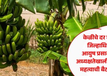 केळीचे दर घसरले; जिल्हाधिकारी आयुष प्रसाद यांच्या अध्यक्षतेखाली दराबाबत महत्वाची बैठक संपन्न