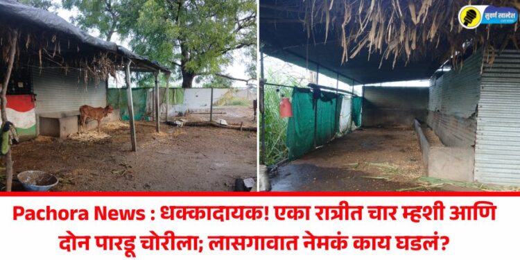 Pachora News : धक्कादायक! एका रात्रीत चार म्हशी आणि दोन पारडू चोरीला; लासगावात नेमकं काय घडलं?