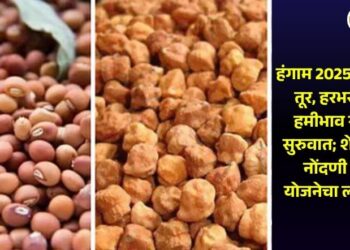 हंगाम 2025-26 मधील तूर, हरभरा (चना) हमीभाव खरेदीला सुरुवात; शेतकऱ्यांनी नोंदणी करून योजनेचा लाभ घ्यावा