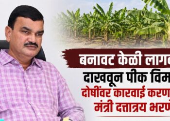 बनावट केळी लागवड दाखवून पीक विमा; दोषींवर कारवाई करणार – मंत्री दत्तात्रय भरणे
