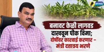 बनावट केळी लागवड दाखवून पीक विमा; दोषींवर कारवाई करणार – मंत्री दत्तात्रय भरणे