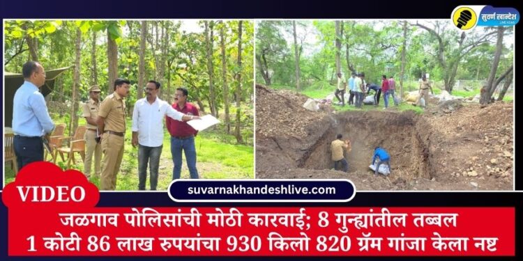 VIDEO | जळगाव पोलिसांची मोठी कारवाई; 8 गुन्ह्यांतील तब्बल 1 कोटी 86 लाख रुपयांचा 930 किलो 820 ग्रॅम गांजा केला नष्ट