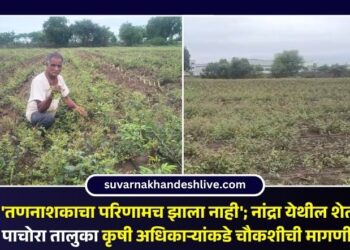 VIDEO | ‘तणनाशकाचा परिणामच झाला नाही’; नांद्रा येथील शेतकऱ्याची पाचोरा तालुका कृषी अधिकाऱ्यांकडे चौकशीची मागणी