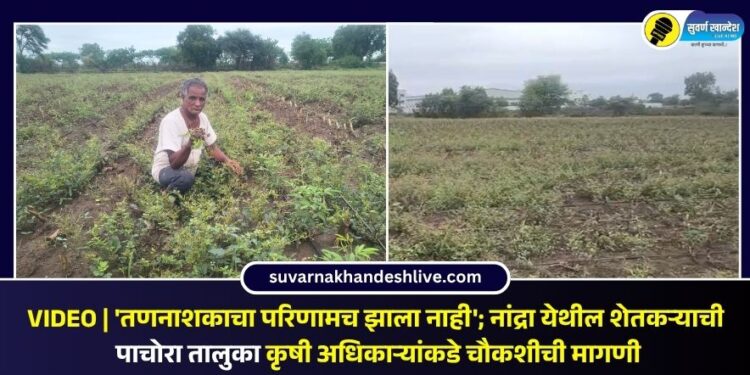 VIDEO | ‘तणनाशकाचा परिणामच झाला नाही’; नांद्रा येथील शेतकऱ्याची पाचोरा तालुका कृषी अधिकाऱ्यांकडे चौकशीची मागणी