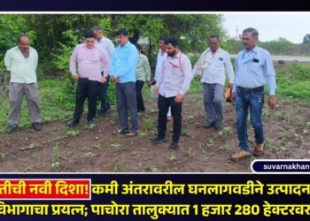VIDEO | कापूस क्रांतीची नवी दिशा! कमी अंतरावरील घनलागवडीने उत्पादनवाढीसाठी कृषी विभागाचा प्रयत्न; पाचोरा तालुक्यात 1 हजार 280 हेक्टरवर प्रयोग