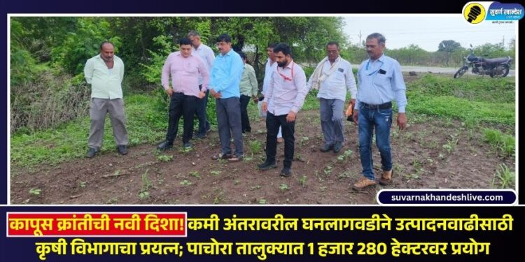 VIDEO | कापूस क्रांतीची नवी दिशा! कमी अंतरावरील घनलागवडीने उत्पादनवाढीसाठी कृषी विभागाचा प्रयत्न; पाचोरा तालुक्यात 1 हजार 280 हेक्टरवर प्रयोग