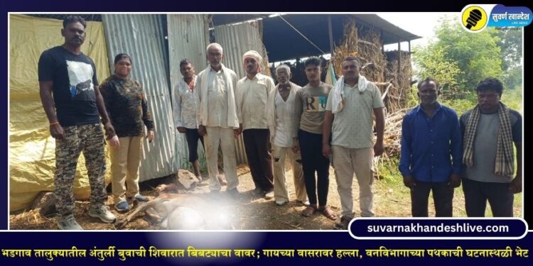 भडगाव तालुक्यातील अंतुर्ली बुवाची शिवारात बिबट्याचा वावर; गायच्या वासरावर हल्ला, वनविभागाच्या पथकाची घटनास्थळी भेट